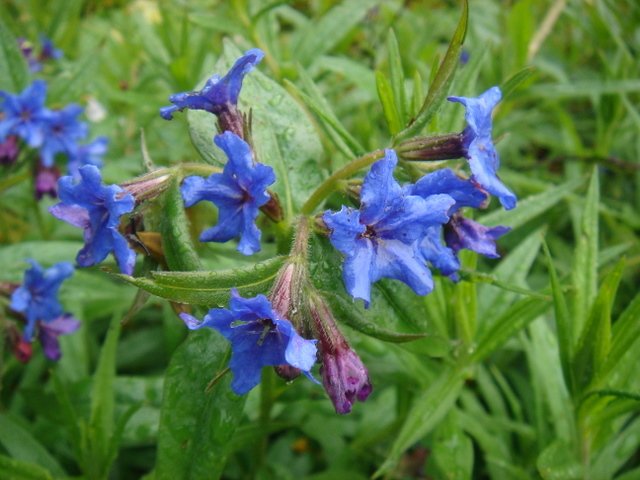 Buglossoides purpurocaerulea